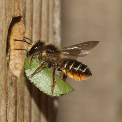 Het zoemt bij De Woudreus tijdens de World Bee Day
