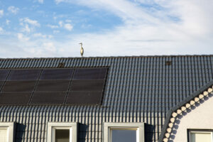 reiger op dak met zonnepanelen
