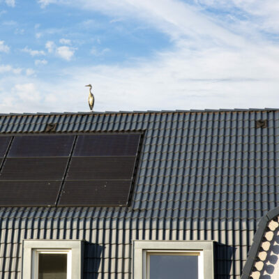reiger op dak met zonnepanelen