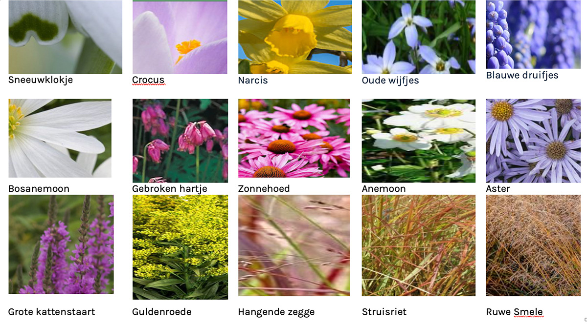 veenweideplanten-top-10