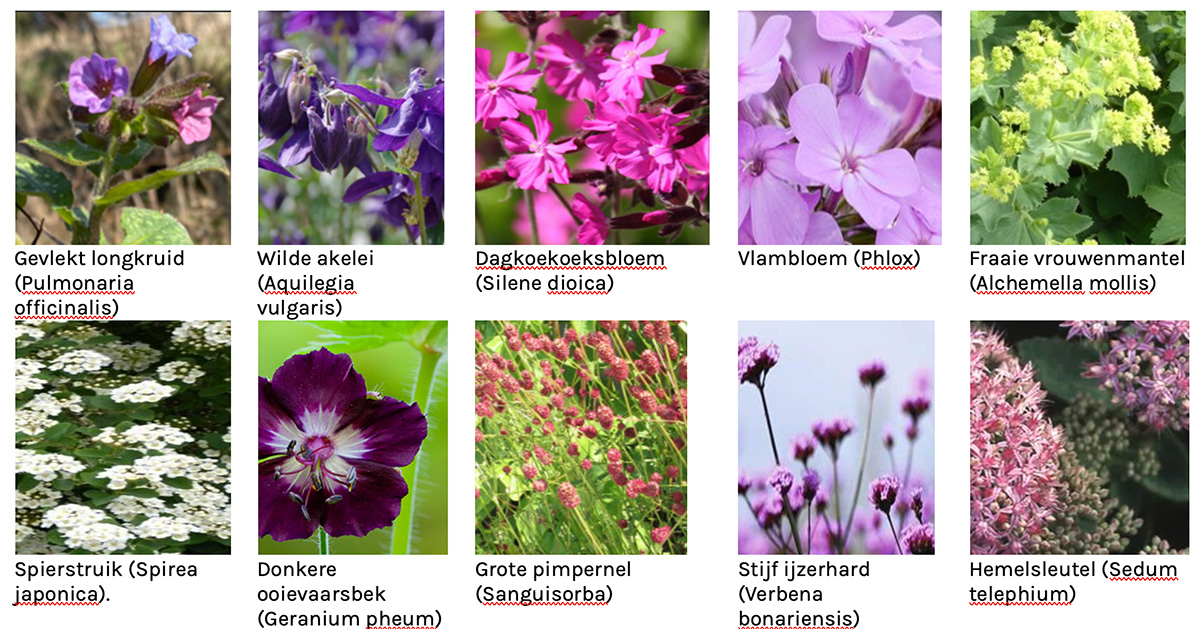 veenweideplanten-top-10